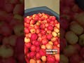 Overdose de vitamina C! Acerola do quintal! 😄😋