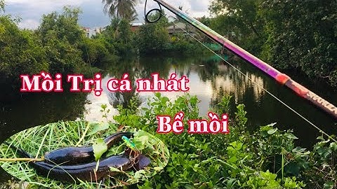 Câu Cá Lóc.Lure Cá Lóc.Mồi Trị Cá Nhát .Cá Lóc Bị Bể Mồi .Câu Cá Lóc Bằng Cá Sắt | Đại Ngáo Vlog #2