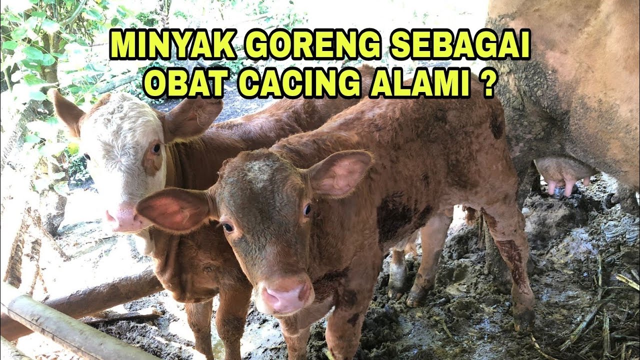 КУЛИНАРНОЕ МАСЛО КАК НАТУРАЛЬНОЕ СРЕДСТВО ОТ ГЛИСТОВ?