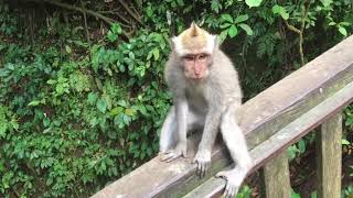Monkeys love Coke!