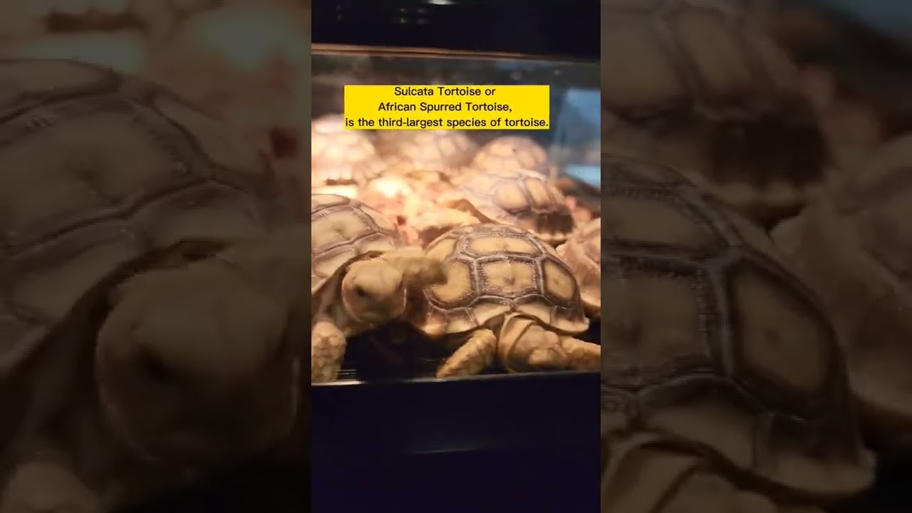 Sulcata Tortoise for Pet?      📱Gamma Exotic Hub 