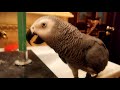 ИМИТАЦИЯ ОТКРЫТИЯ БУТЫЛКИ ШАМПАНСКОГО🍾🐦😂 PARROT SIMULATES THE SOUND OF A CHAMPAGNE BOTTLE OPENING