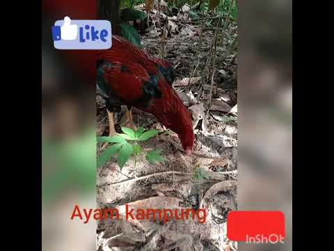 Ayam kampung 