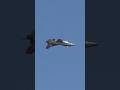 Sensational Viper Razzle Dazzle #subscribe #military #aviation 🔥