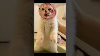 Minik Paticikler 1.BÖLÜM @kedi @patitv @pisitv
