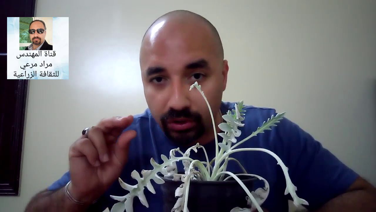 نبات ثلج/  شيرانيا طرق تكاثر والتسميد والرعاية centaurea cineraria حلقة 196