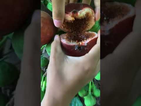 هذا تين ولا ترند السعودية اكسبلور تين 