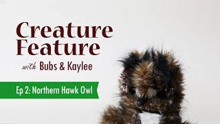 Creature Feature: Northern Hawk Owl