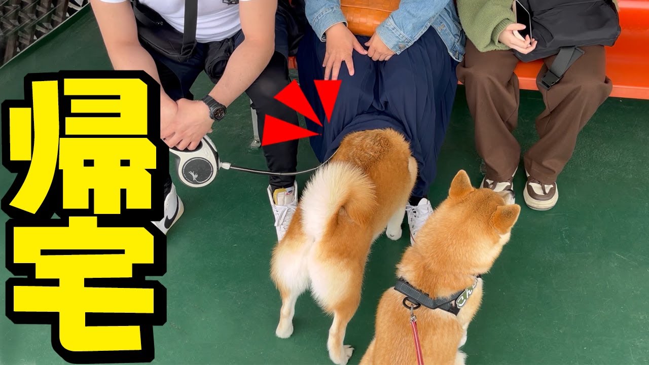 Adorable Shiba Inu is scared of the ferry and hides under his