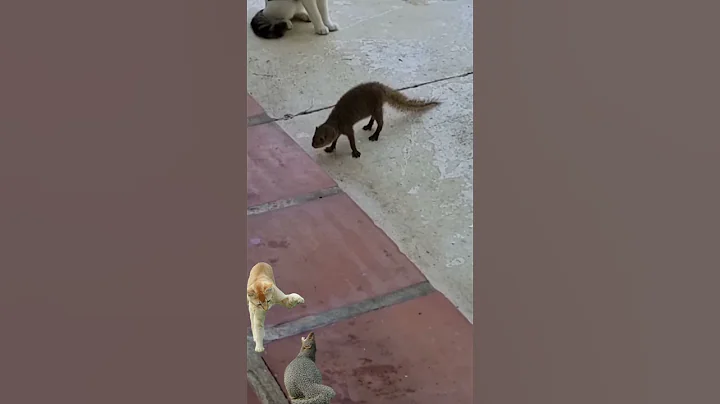 cats and mongoose