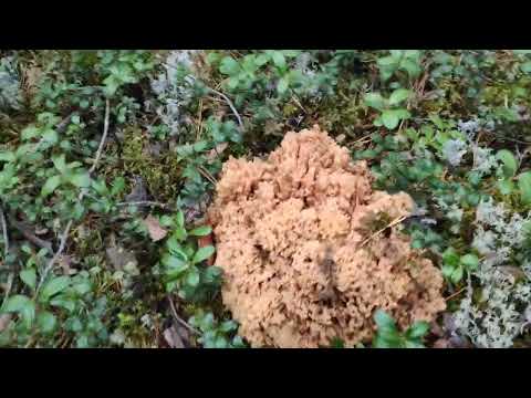 Оленьи рожки. Рогатик желтый. Карелия.