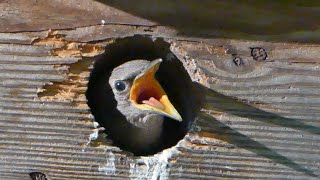 Prawie podlot szpaka w budce i karmienie (Sturnus vulgaris), Dolina Służewiecka (4K)