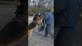 ‼Powerful attack of the huge German Shepherd Badi. #GUARDODESSA Police dog training. СТРАЖ Odessa