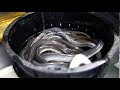 三河一色産の活うなぎ