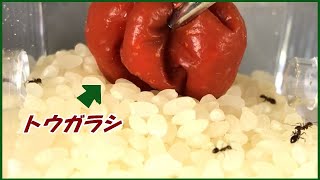 蟻戦争Ⅲ＃221 アリが湧いた「お米」に「唐辛子」を入れたらどうなる・・・？  編～If you put pepper in rice with ants～