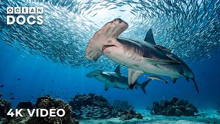 THE RED SEA | Where Ancient Waters Hide Dangerous Marine Life | Nature Animal Documentary