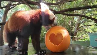 Animals get into Halloween spirit with special treats