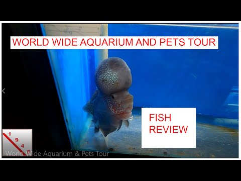 world wide aquarium & pets