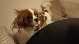 We're celebrating our 2-year-old Cavalier King Charles Spaniel, Vanilla! 🎉🐶