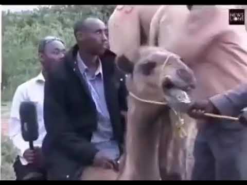 بقالي ساعه بضحك ولا تنسوا الاشتراك في القناه وتفعيل الجرس