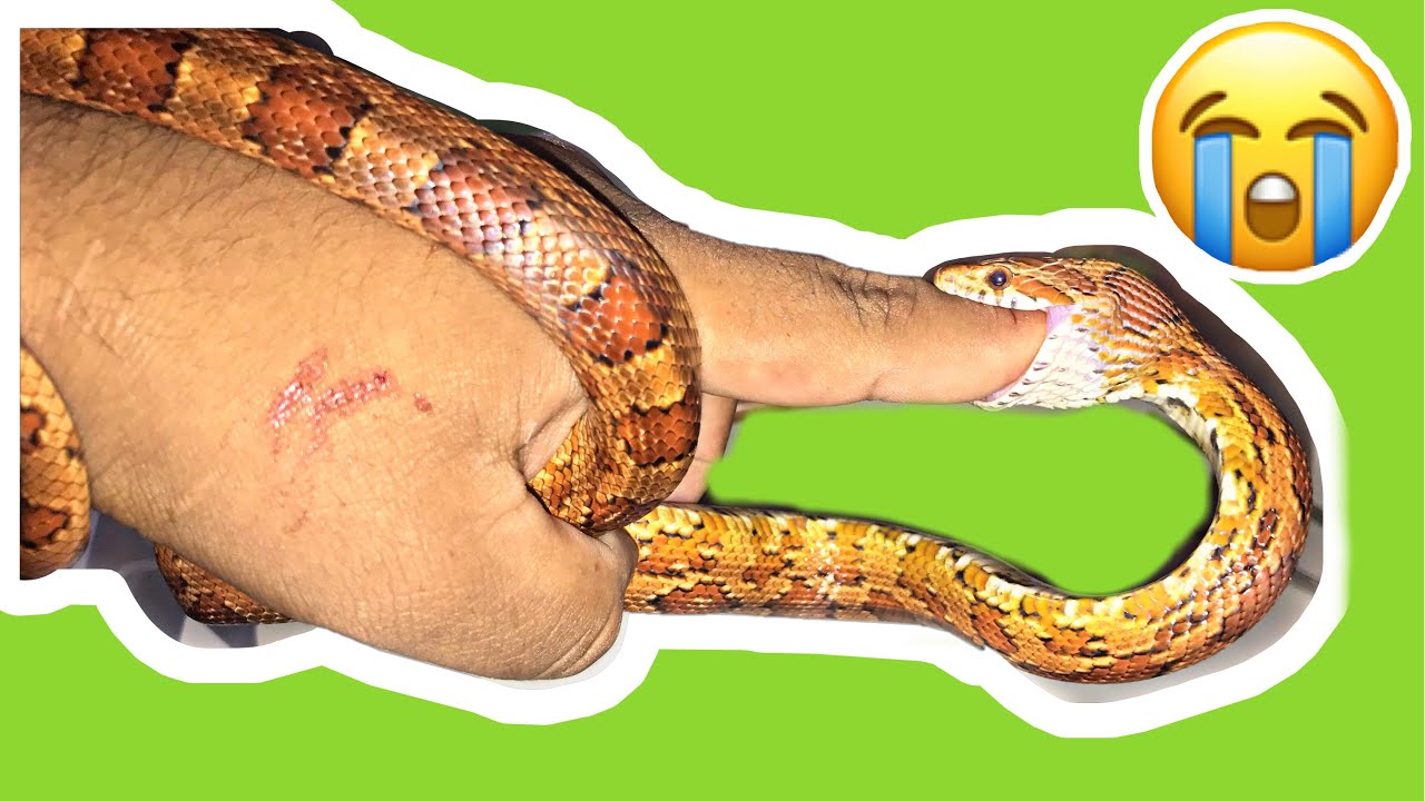  Me mordió una Serpiente 🐍😰😭 Serpiente Maicera Cornsnake Pantherophis guttatus parte 2
