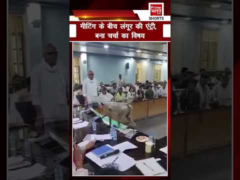 Baghpat: DM मीटिंग में पहुंचा ‘मटरू’ लंगूर, वीडियो वायरल