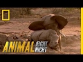 Elephant vs rhino  animal fight night