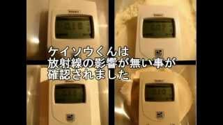 綠的仙屋珪藻土無輻射測試