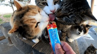 公園の野良猫達とちゅ～るパーティ！