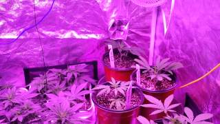 Datdude420 tv present dank lab tv S.1 Ep.1 transition to flower