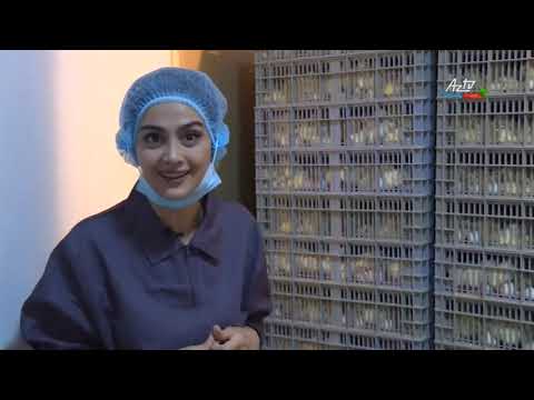 Video: Qız Koronavirusdan Sonra çürümüş ət Və çürümüş Yumurta Qoxularından şikayətləndi
