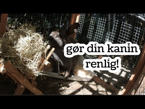 Video: Sådan Toilet Trænes Din Kanin