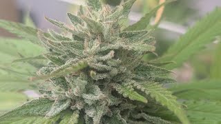 10-2-25 beautiful buds