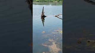 Took a walkie around the Kettlewell pond today in Fort Gratiot 
