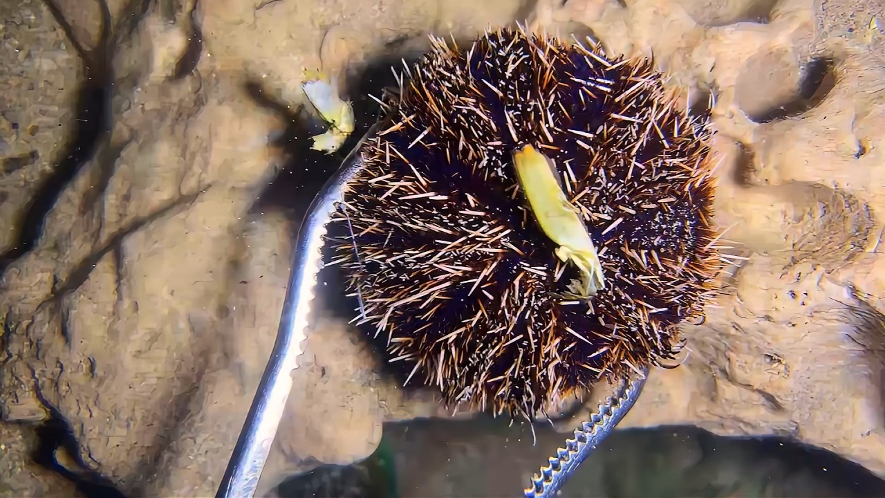 Diving to catch seafood, look how many I caught!！QU0115 #diving #fishing #lobster