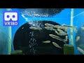 3D VR cute fish in the aquarium