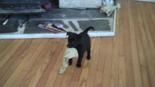 Belgian Malinois Girls - 6 Weeks Old