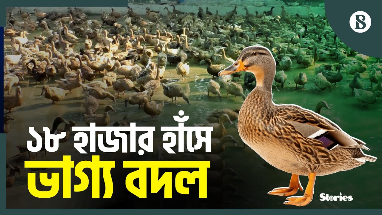 ভিডিও দেখে শুরু, এখন ১৮ হাজার হাঁসের মালিক | The Business Standard