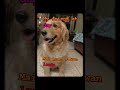 me and friends#transition#dog#trending