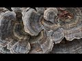 Turkey Tail Mushroom (Trametes versicolor) Identify, Grow, Harvest, Dry, Cook. Uploaded for Dubbing.