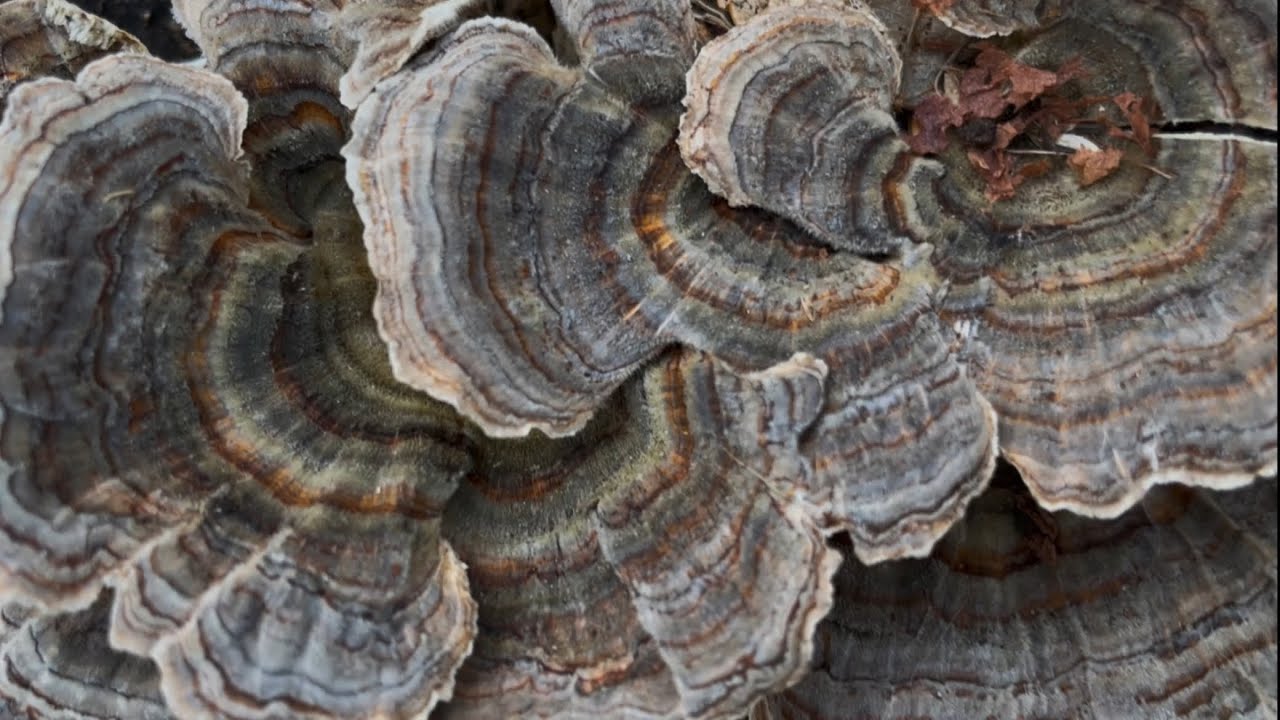 Гриб траметес разноцветный (Trametes versicolor). Определение, выращивание, сбор, сушка, приготов...