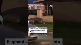 Elephant seal wanders into neighborhood