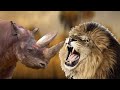 Лев против носорога. Кто сильнее носорог или лев?