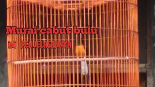 penanganan dan solusi murai batu cabut bulu