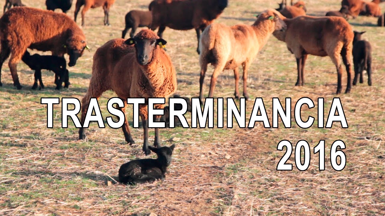 Trasterminancia Tamurejo / Siruela 2016