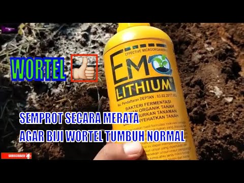 Video: Scorzonera: Bagaimana Menanam Wortel Hitam?