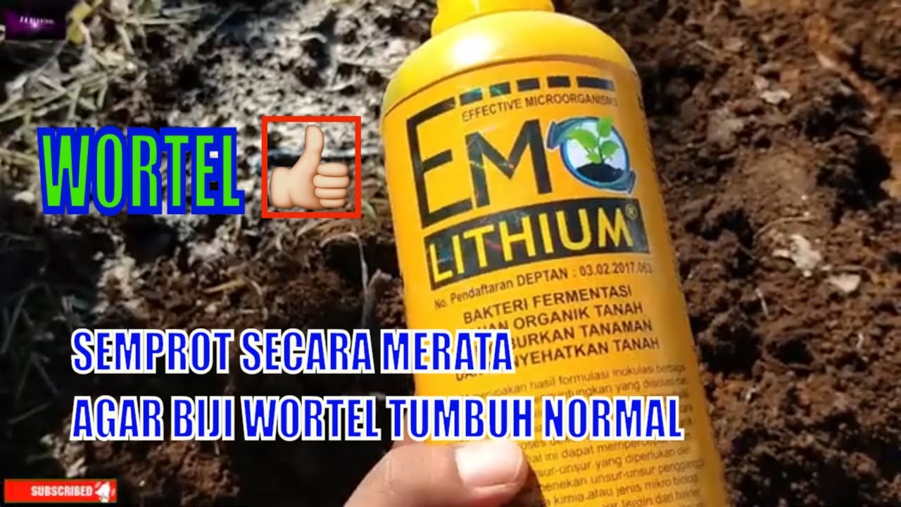 Persiapan Lahan Awal Menanam Wortel Dari Biji Unggul 