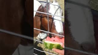 Goat eating watermelon #animals #goat #asmr #funny #fun #trending #viral #eating #eatingsounds