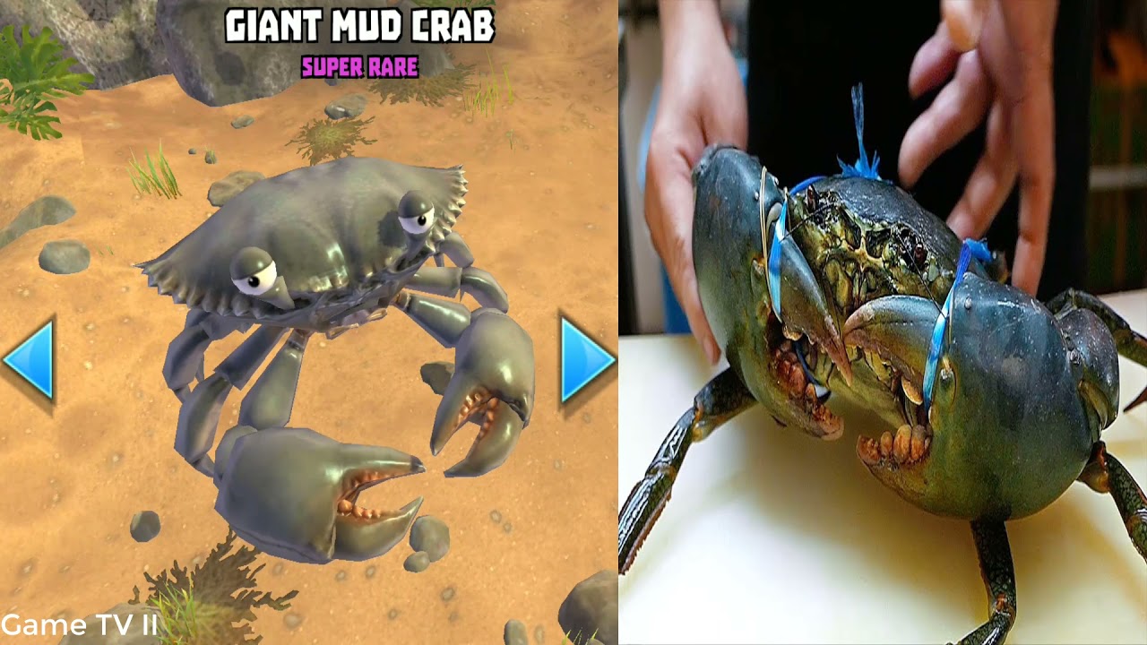 King of Crabs IN REAL LIFE