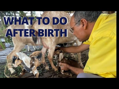 VERY IMPORTANT IN THE GOAT KIDDING SEASON |TREATING THE NAVEL AFTER BIRTH & BREAST FEEDING THE KID